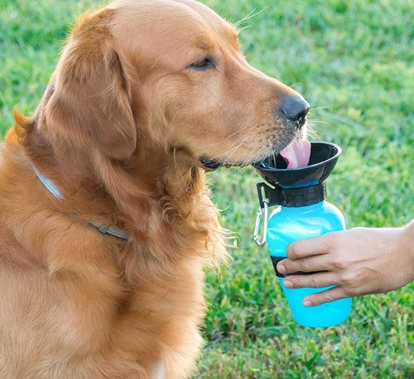 Dog Water Bottle